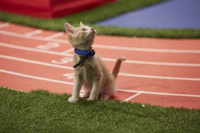 Olimpíada de gatinhos é a competição esportiva mais fofa já